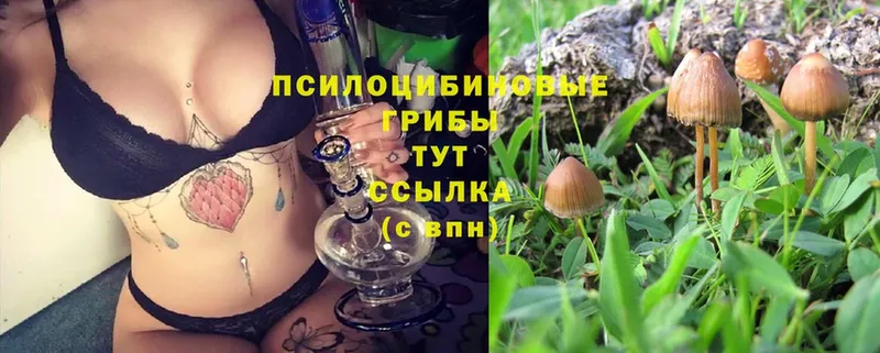 omg зеркало  Александров  Галлюциногенные грибы Cubensis 